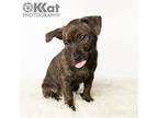 Adopt Howie a Brindle Terrier (Unknown Type, Medium) / Dachshund / Mixed dog in