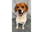 Adopt PECAN a Tan/Yellow/Fawn - with White Beagle / Mixed dog in Manhattan