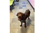 Adopt Henry a Brown/Chocolate Retriever (Unknown Type) / Mixed dog in El Paso