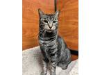 Adopt Janette a Gray, Blue or Silver Tabby Tabby (short coat) cat in Walnut