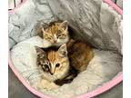 Adopt Calico Kittens a Calico or Dilute Calico Domestic Mediumhair (medium coat)