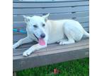Adopt Amore a White Labrador Retriever / Siberian Husky / Mixed dog in Costa