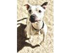 Adopt Harlynn a White American Pit Bull Terrier / Mixed dog in Gray