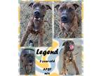 Adopt Legend a Red/Golden/Orange/Chestnut American Pit Bull Terrier / Mixed dog