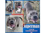 Adopt Superman a Brown/Chocolate American Pit Bull Terrier / Mixed dog in