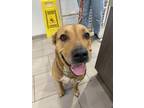 Adopt Luna a Brown/Chocolate Mixed Breed (Large) / Mixed dog in Daytona Beach