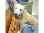 Adopt Lucas a White Siberian Husky / German Shepherd Dog / Mixed dog in Costa