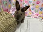 Adopt Tweek a American / Mixed (short coat) rabbit in New York, NY (40745900)