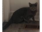 Adopt Pepper a Gray or Blue Russian Blue (short coat) cat in Greeneville