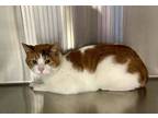 Adopt Piggy a White Domestic Shorthair / Mixed Breed (Medium) / Mixed (short