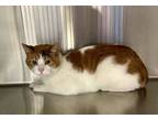 Adopt Piggy a White Domestic Shorthair / Domestic Shorthair / Mixed cat in