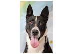 Adopt CALLIE a Collie / Mixed dog in Marianna, FL (40762988)