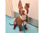 Adopt Beebop a Red/Golden/Orange/Chestnut - with White American Pit Bull Terrier