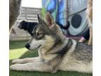 Adopt Dakota a White - with Brown or Chocolate Husky / Mixed dog in