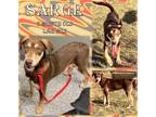 Adopt Sarge a Brown/Chocolate Labrador Retriever / Mixed Breed (Medium) / Mixed