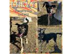 Adopt Chevy a Black Shepherd (Unknown Type) / Mixed Breed (Medium) / Mixed