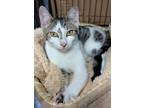 Adopt Stryker a White Domestic Shorthair / Domestic Shorthair / Mixed cat in