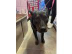 Adopt Reyna a Black Border Terrier / Mixed dog in El Paso, TX (40688195)