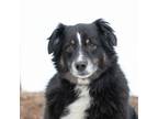 Adopt Beau a Tricolor (Tan/Brown & Black & White) Anatolian Shepherd / Mixed dog