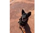 Adopt German a Black Shepherd (Unknown Type) dog in Page, AZ (39845161)