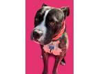Adopt Odie-ADOPT Me! a Brindle - with White Pit Bull Terrier / Labrador