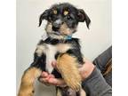 Adopt Mercury a Mixed Breed (Medium) / Mixed dog in Rancho Santa Fe
