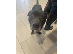 Adopt Romeo a Black American Pit Bull Terrier / Mixed dog in Daytona Beach