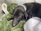 Adopt Stray, W Bangkok Ln a Black Mixed Breed (Large) / Mixed dog in Inverness