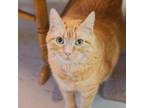 Adopt Cyrus a Orange or Red Domestic Shorthair / Domestic Shorthair / Mixed cat
