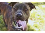Adopt Mac a Black Mastiff / Mixed dog in St. Catharines, ON (40698427)