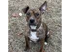 Adopt Sweet Potato a Brindle American Pit Bull Terrier / Mixed dog in