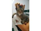 Adopt Taylor a Brown Tabby Domestic Shorthair (short coat) cat in Key Largo