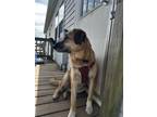 Adopt Ricky a Tan/Yellow/Fawn Anatolian Shepherd / Mixed dog in Hendersonville
