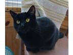 Adopt Isadora a All Black Domestic Shorthair (short coat) cat in St.