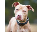 Adopt Luna a Tan/Yellow/Fawn American Pit Bull Terrier / Mixed dog in