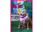 Adopt Ms Teri a Red/Golden/Orange/Chestnut Mixed Breed (Large) / Mixed dog in