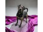Adopt Bella a Brindle Mixed Breed (Medium) / Mixed dog in Cumberland