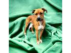 Adopt KJ a Tan/Yellow/Fawn American Pit Bull Terrier / Mixed Breed (Medium) /