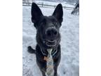 Adopt Dutch a Black German Shepherd Dog / Mixed Breed (Medium) / Mixed (short