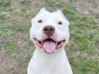 Adopt Amore a White Mixed Breed (Large) / Mixed dog in Georgetown, TX (40721193)