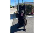 Adopt OSO a Black Shepherd (Unknown Type) / Mixed dog in Huntington Beach