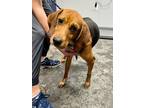 Adopt Claire a Brown/Chocolate Hound (Unknown Type) / Mixed dog in Moncks