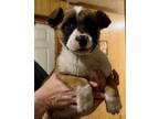 Adopt Echo a Tricolor (Tan/Brown & Black & White) German Shepherd Dog / Mixed