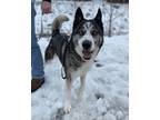 Adopt Hershey go home with Molly a Merle Husky / Mixed Breed (Medium) / Mixed