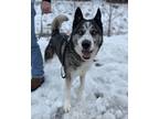 Adopt Hershey go home with Molly a Gray/Blue/Silver/Salt & Pepper Husky / Mixed