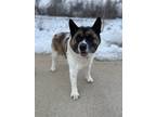 Adopt Molly go home with Hershey a White Akita / Mixed dog in Elkhorn