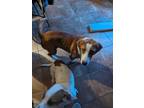 Adopt Jughead a Brown/Chocolate - with White Basset Hound / Beagle / Mixed dog