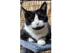 Adopt Sissy a Black & White or Tuxedo Domestic Shorthair (short coat) cat in