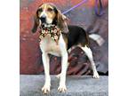Adopt Woody a Tricolor (Tan/Brown & Black & White) Treeing Walker Coonhound /