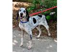 Adopt Silas a Gray/Silver/Salt & Pepper - with Black Bluetick Coonhound / Mixed